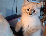 Кошки в Санкт-Петербурге: Невский маскарадный котенок Мальчик, 50 000 руб. - фото 1