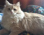 Кошки в Твери: Потерялся любимый кот Мальчик, 1 руб. - фото 2