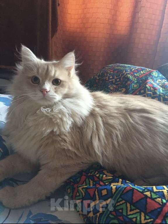 Кошки в Твери: Потерялся любимый кот Мальчик, 1 руб. - фото 2