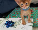 Кошки в Липецке: Продается абиссинский котенок  Мальчик, 60 000 руб. - фото 1
