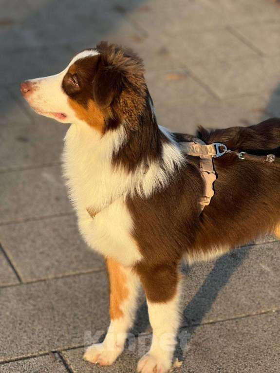 Собаки в Москве: Щенок Австралийской овчарки, аусси Мальчик, 50 000 руб. - фото 4