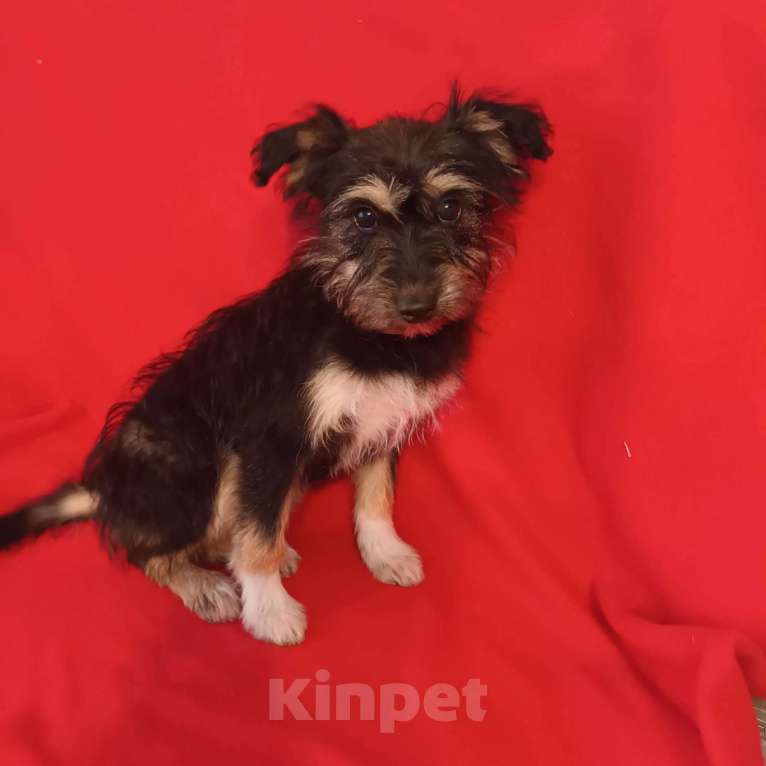 Собаки в Санкт-Петербурге: Щенок в добрые руки Девочка, Бесплатно - фото 2