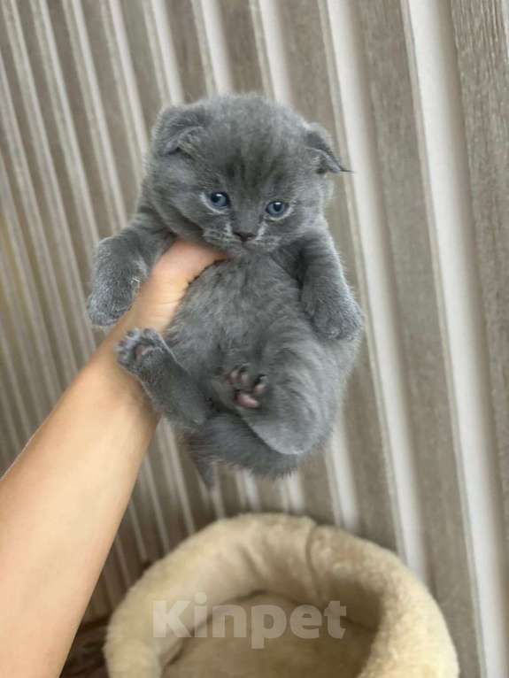 Кошки в Екатеринбурге: Котята Мальчик, 25 000 руб. - фото 1