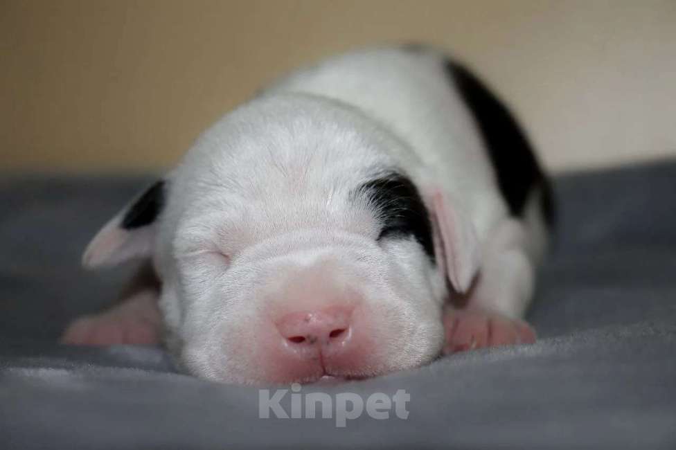 Собаки в Барнауле: Щенки АСТ Мальчик, Бесплатно - фото 2