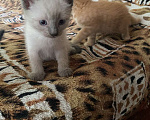 Кошки в Магнитогорске: Котята бесплатно Мальчик, Бесплатно - фото 3
