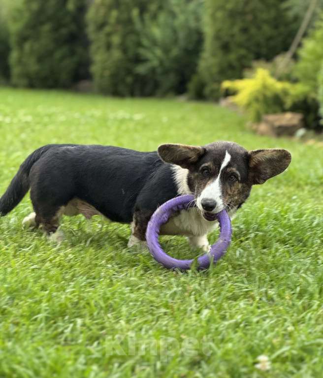 Собаки в Москве: Вельш корги кардиган щенок  Мальчик, 30 000 руб. - фото 2