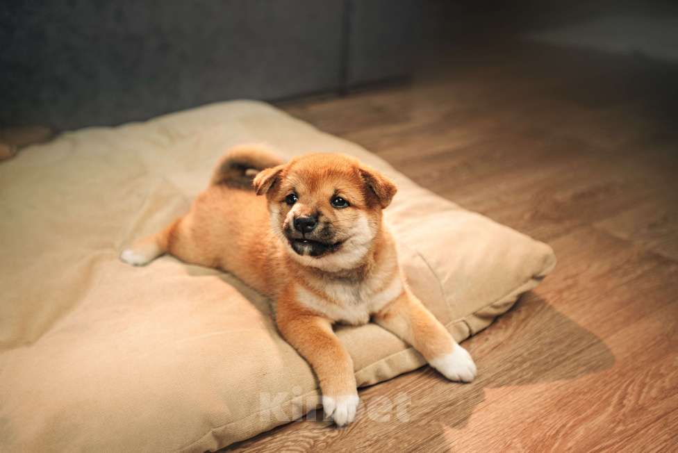 Собаки в Казани: щенки сиба-ину Мальчик, 60 000 руб. - фото 3