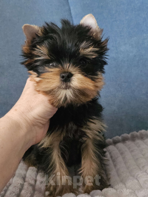 Собаки в Москве: Мальчик йорка Мальчик, 40 000 руб. - фото 5