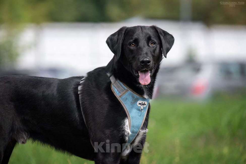 Собаки в Москве: Молли очень хочет домой  Девочка, Бесплатно - фото 3