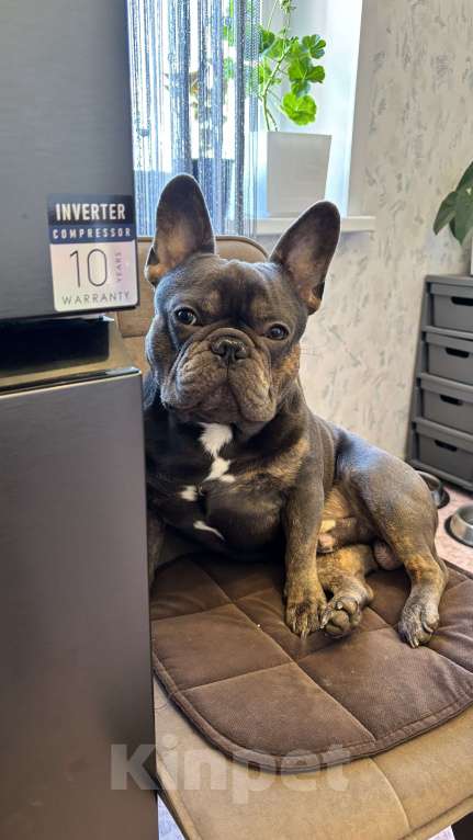 Собаки в Лянторе: Щенок французского бульдога Девочка, 60 000 руб. - фото 7