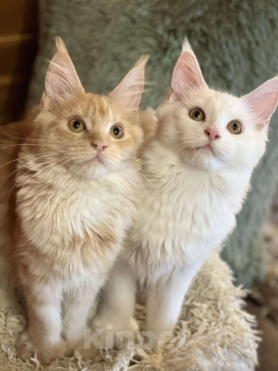 Кошки в Москве: Мейнкун полидакт белая Девочка Девочка, 45 000 руб. - фото 2