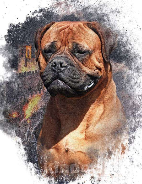 Собаки в других городах Алтайского края: Щенки бульмастифа от титулованных родителей Мальчик, 75 000 руб. - фото 2