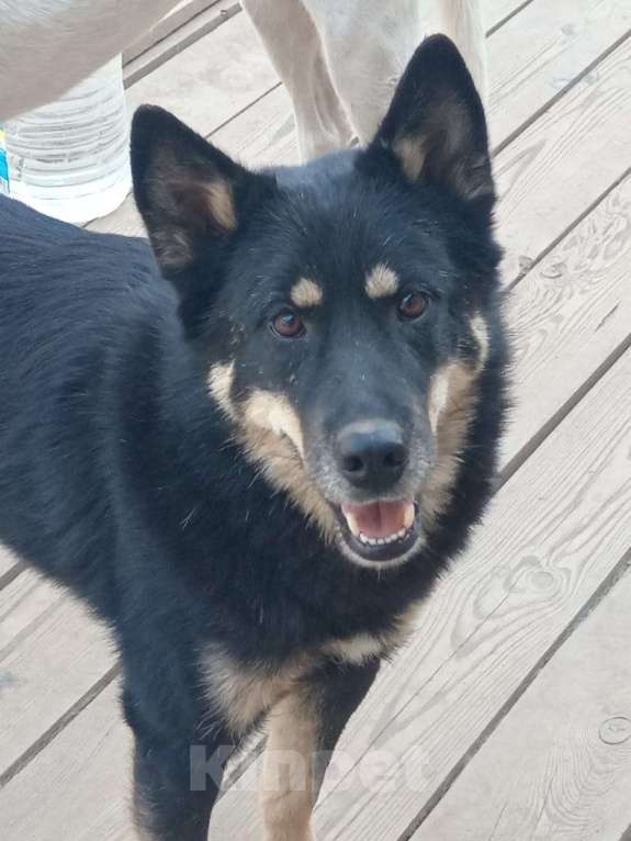 Собаки в Балашихе: шикарный красивый парень ищет дом метис лайки Мальчик, Бесплатно - фото 3