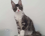 Кошки в Ейске: котята Мейн-Кун Мальчик, 35 000 руб. - фото 3