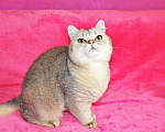 Кошки в Сертолово: Британцы драгоценных окрасов, 5 000 руб. - фото 1