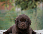 Собаки в Кропоткине: Щенок лабрадора, 45 000 руб. - фото 1