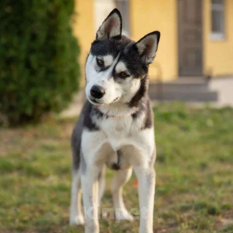 Собаки в Москве: Молоденькая хаски Аляска срочно нуждается в доме! Девочка, Бесплатно - фото 3