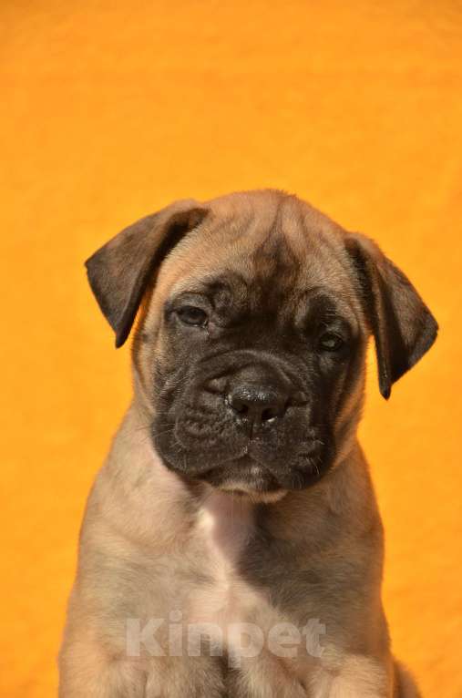 Собаки в Тобольске: Дети бульмастифа Девочка, 50 000 руб. - фото 6