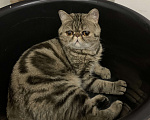 Кошки в Орле: Экзотические котята Мальчик, Бесплатно - фото 4