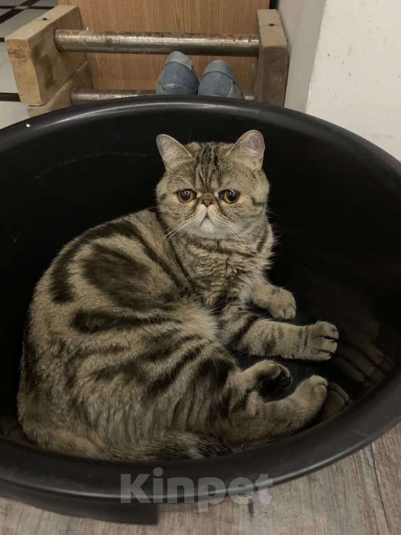 Кошки в Орле: Экзотические котята Мальчик, Бесплатно - фото 4