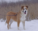 Собаки в Москве: Рыжая красавица Челси в дар Девочка, Бесплатно - фото 2