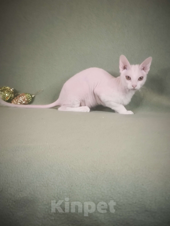 Кошки в Москве: Элитные котята левкой Девочка, Бесплатно - фото 1