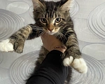 Кошки в Москве: Котёнок уедет только кастратом в новый дом Мальчик, 45 000 руб. - фото 1