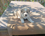 Собаки в Самаре: Щенки Алабая Мальчик, 5 000 руб. - фото 3
