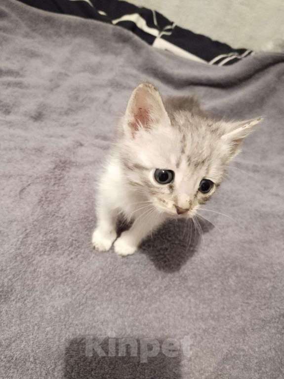 Кошки в Самаре: Котик светло-серый мраморный Мальчик, Бесплатно - фото 1