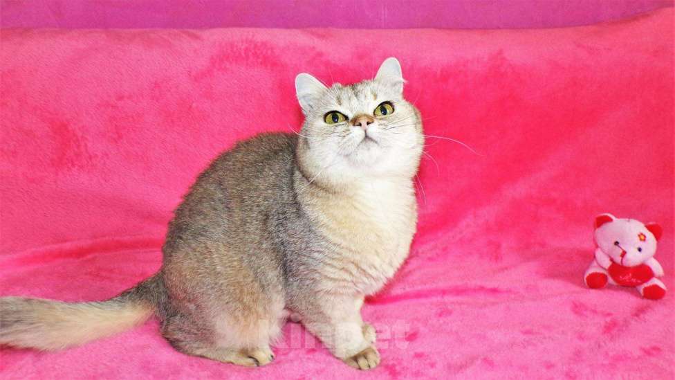 Кошки в Сертолово: Британцы драгоценных окрасов, 5 000 руб. - фото 1