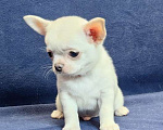 Собаки в Москве: Чихуахуа. Мальчик белый крем Мальчик, 50 000 руб. - фото 5