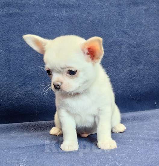 Собаки в Москве: Чихуахуа. Мальчик белый крем Мальчик, 50 000 руб. - фото 5