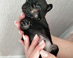 Собаки в Новосибирске: Щенок мопса Мальчик, 25 000 руб. - фото 2