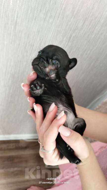 Собаки в Новосибирске: Щенок мопса Мальчик, 25 000 руб. - фото 2