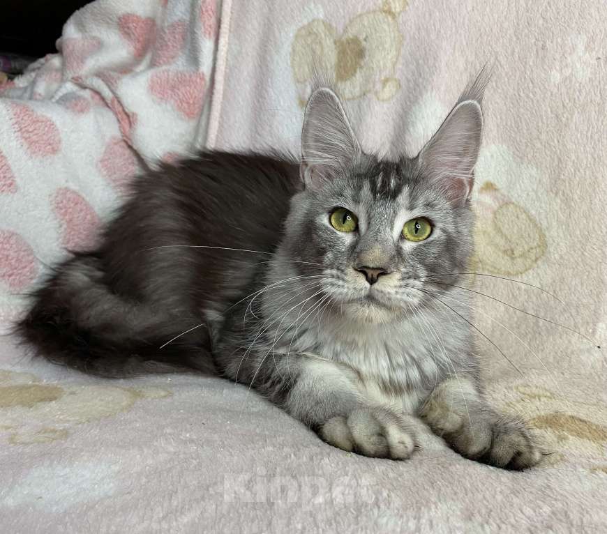 Кошки в Дмитрове:  Черная серебристая мраморная девочка мейн кун Jay Девочка, 15 000 руб. - фото 9