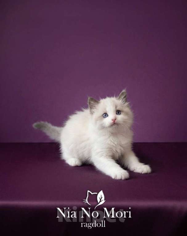 Кошки в Москве: Котёнок мальчик Рэгдолл Мальчик, 65 000 руб. - фото 2
