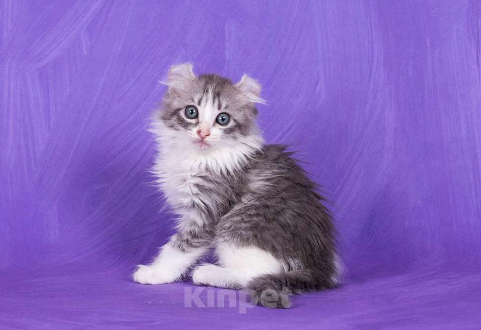 Кошки в Москве: Американский кёрл Девочка, Бесплатно - фото 4