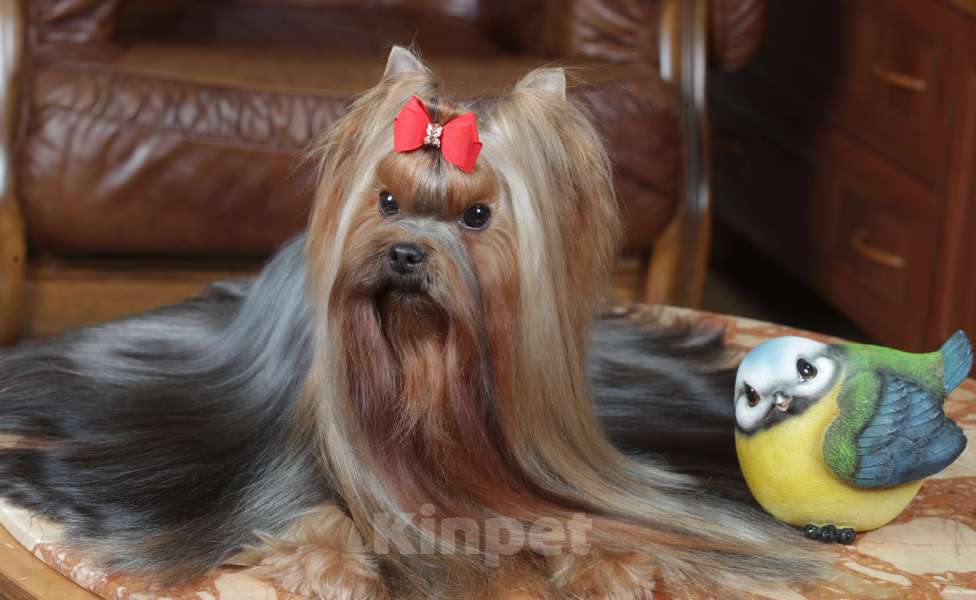 Собаки в Москве: Отдам бесплатно в добрые руки Девочка, Бесплатно - фото 2