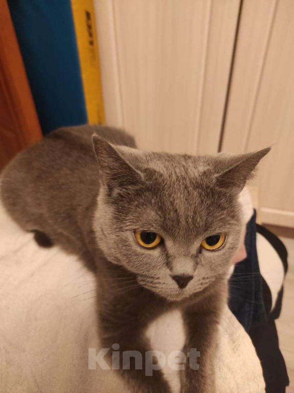 Кошки в Москве: Британская кошка в добрые руки Девочка, Бесплатно - фото 3