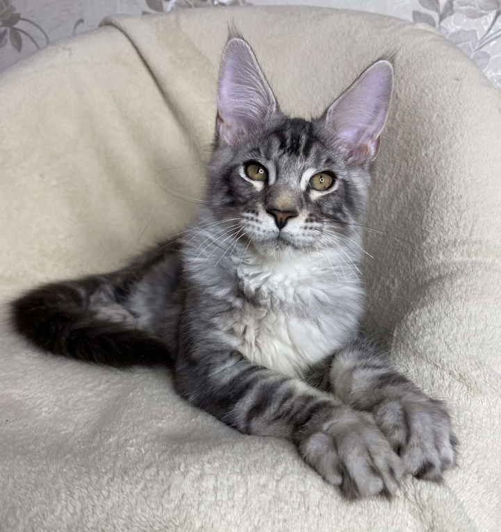 Кошки в Дмитрове: Черный серебристый мраморный мальчик Xavier Мальчик, 30 000 руб. - фото 3