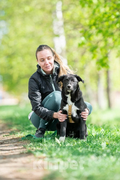 Собаки в Москве: Щенок в дар  Мальчик, Бесплатно - фото 10