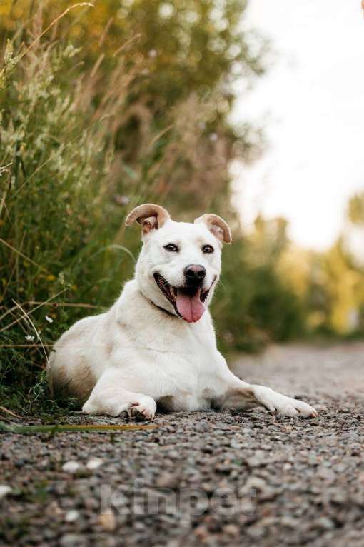 Собаки в Москве: Метис амстаффа. Собака Снежка ищет дом Девочка, Бесплатно - фото 3