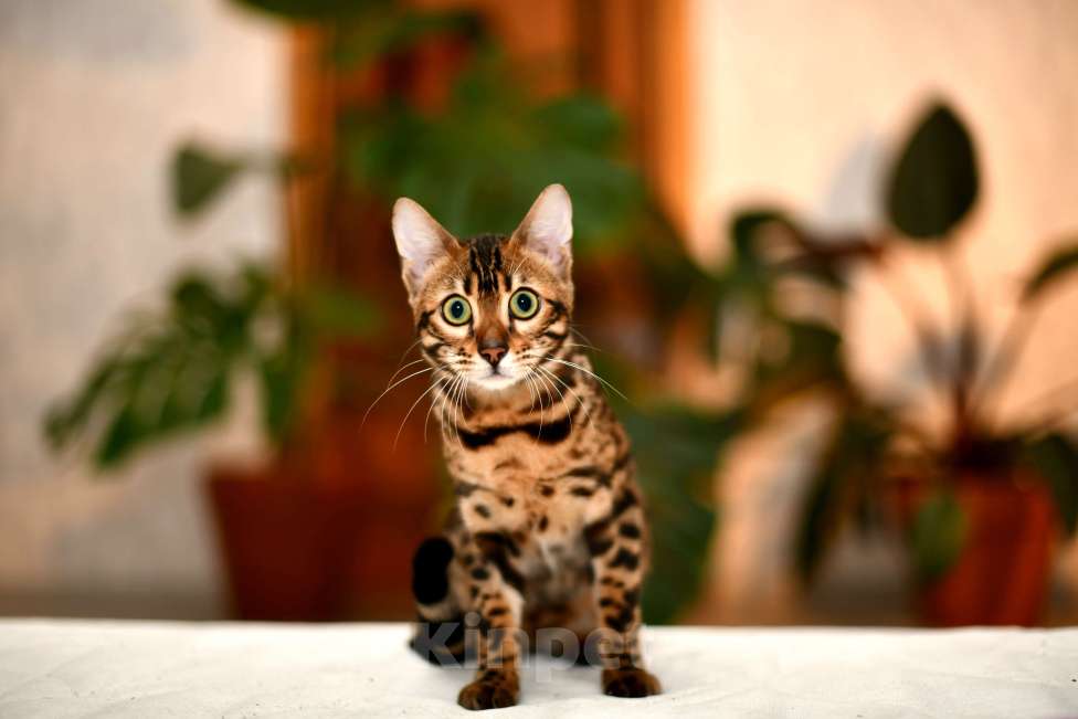 Кошки в других городах Краснодарского края: Азиатские леопардовые бенгальские котята Девочка, 80 000 руб. - фото 5