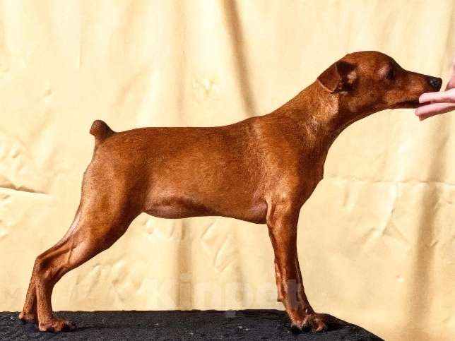 Собаки в Москве: Очаровательная девочка цвергпинчер Девочка, 50 000 руб. - фото 8