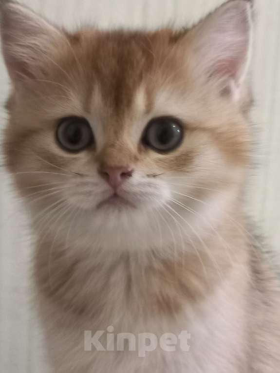 Кошки в Санкт-Петербурге: Кошка 2,5 месяца Bri 11(12). Продажа в любимцы 18000. В разведение цена обговаривается. Девочка, 18 000 руб. - фото 6