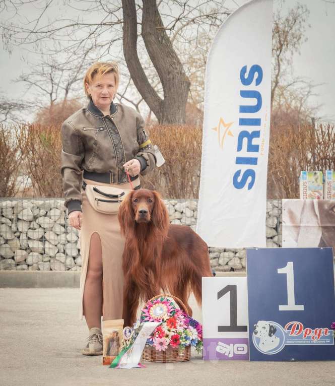 Собаки в Севастополе: Щенки ирландского красного сеттера Мальчик, 45 000 руб. - фото 5