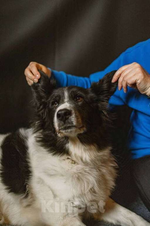 Собаки в Москве: Пушистая собака Снежа в добрые руки Девочка, Бесплатно - фото 3