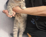 Кошки в Белгороде: Кошечка Муся ищет дом! Девочка, Бесплатно - фото 7