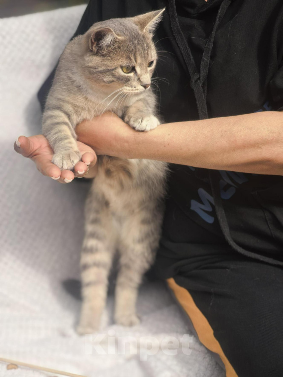 Кошки в Белгороде: Кошечка Муся ищет дом! Девочка, Бесплатно - фото 7