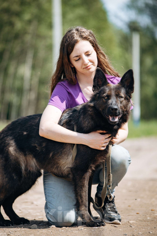 Собаки в Москве: В добрые руки! Мальчик, Бесплатно - фото 8